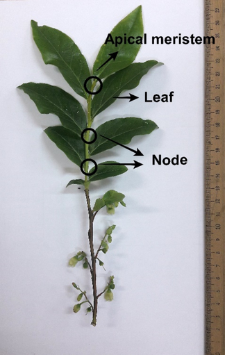 The alternative approaches to anthocyanin production by callus culture of Vaccinium arctostaphylos L. and the ultrastructure of anthocyanin-producing callus