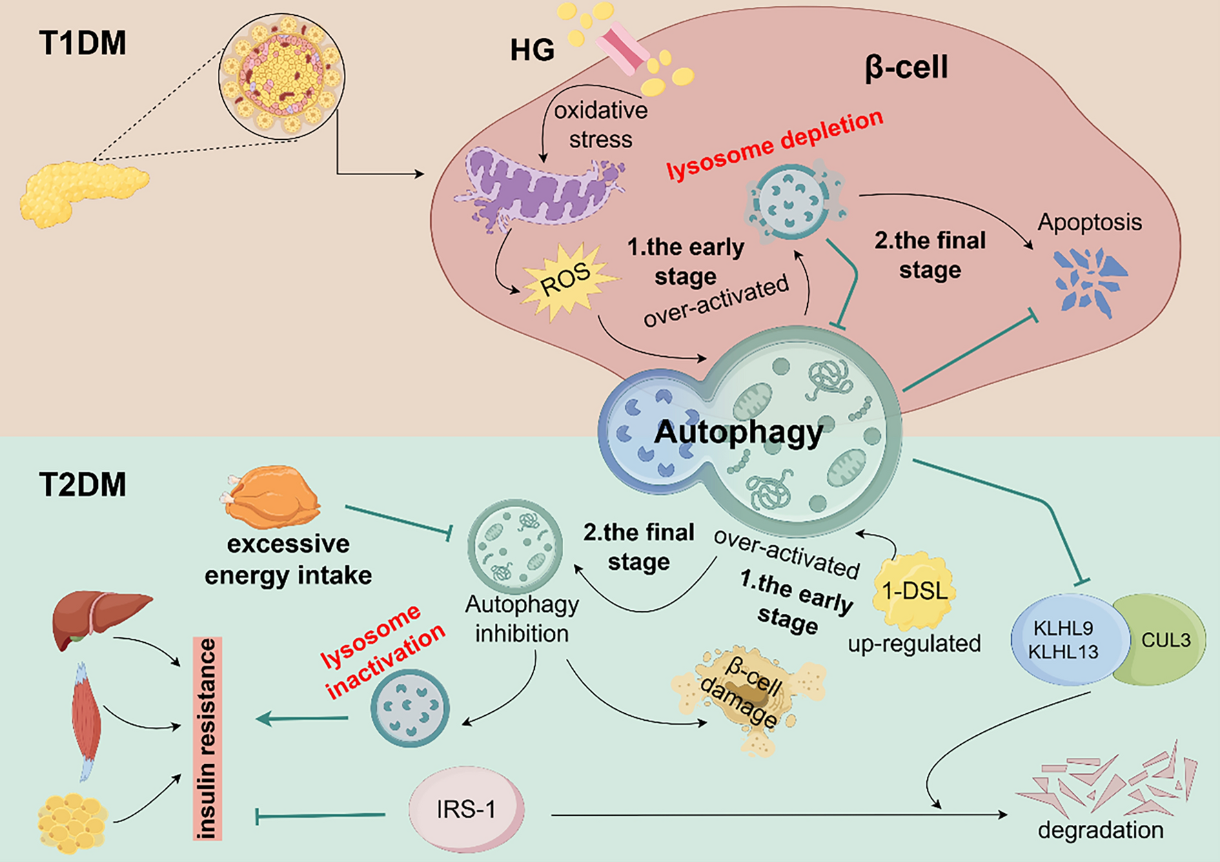 Targeting Autophagy: A Promising Therapeutic Strategy for Diabetes Mellitus and Diabetic Nephropathy