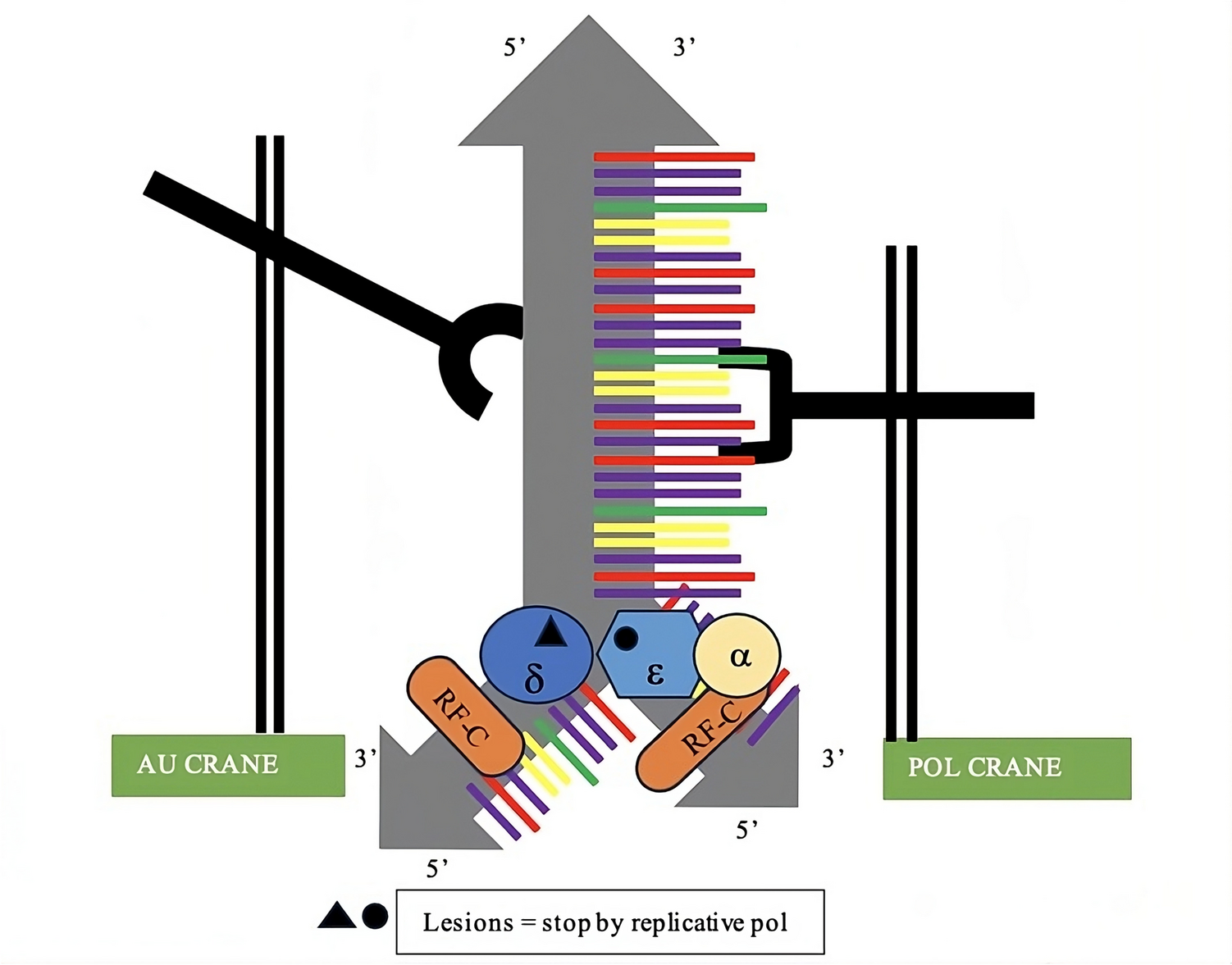 Proliferating Cell Nuclear Antigen: A Novel Growth and Therapeutic Biomarker