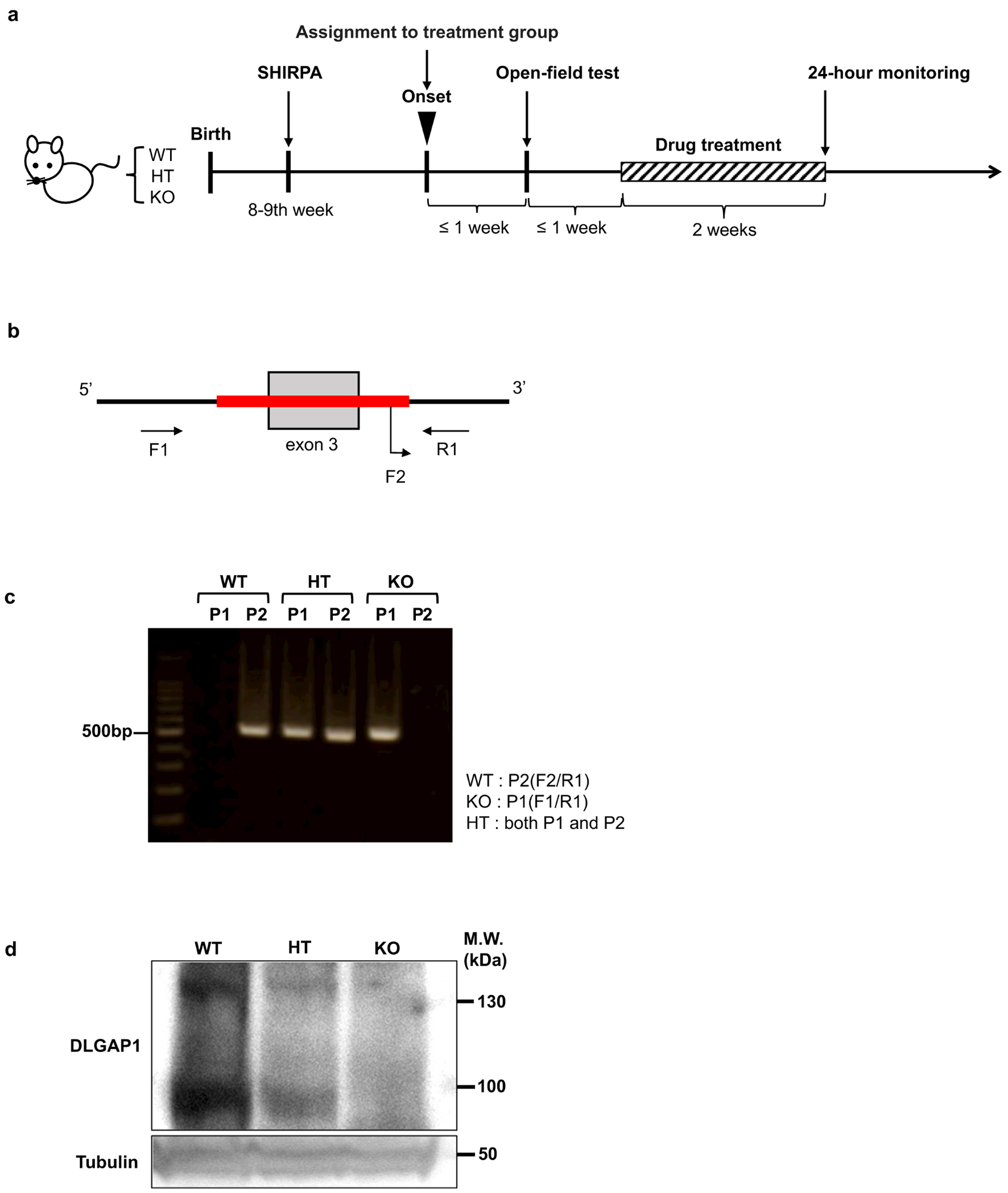 Late development of OCD-like phenotypes in Dlgap1 knockout mice