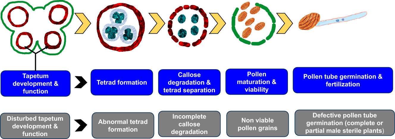 The tale of tapetum: from anther walls to pollen wall