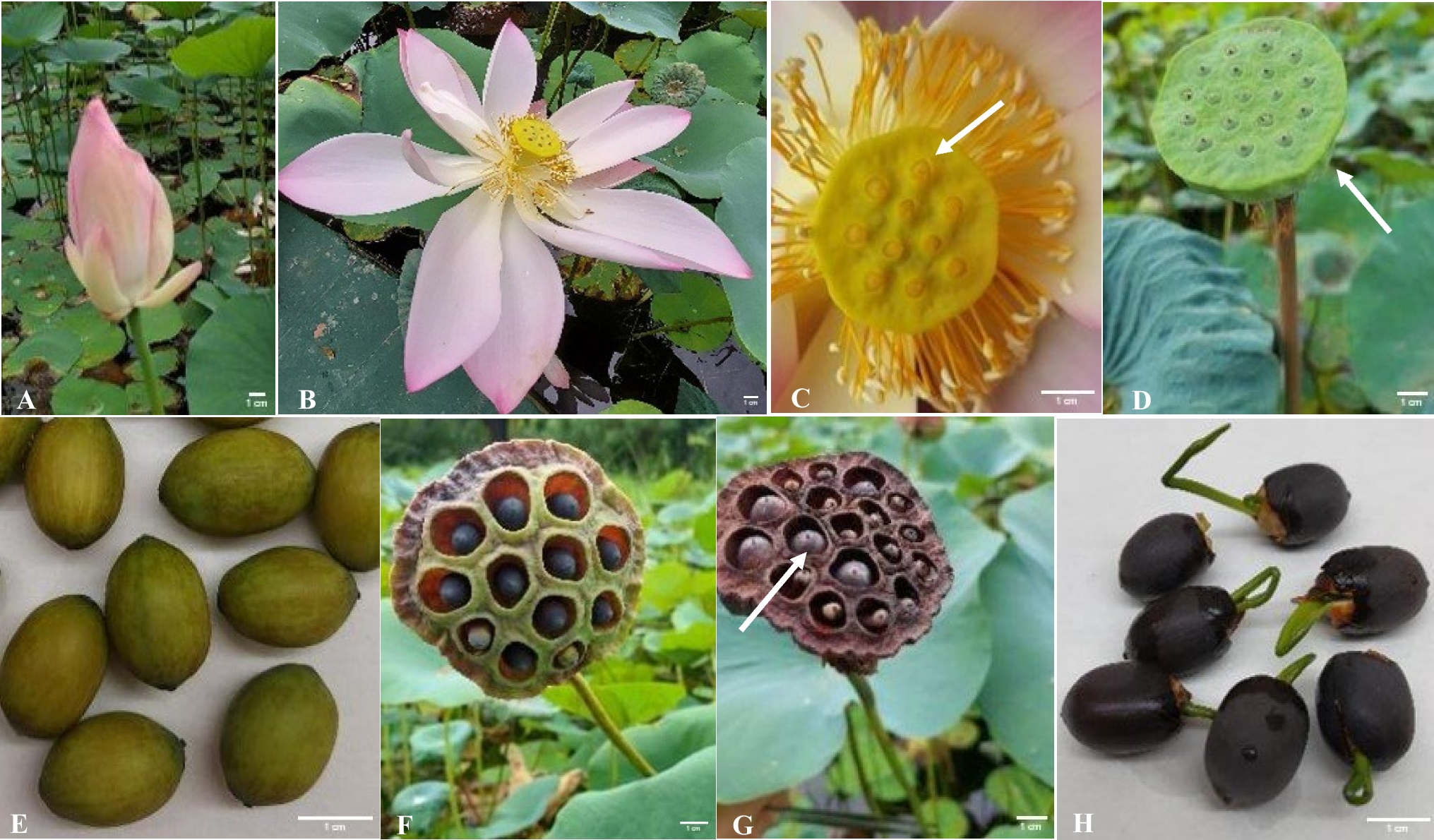 Development of a high-frequency in vitro regeneration system in Indian lotus (Nelumbo nucifera Gaertn.)