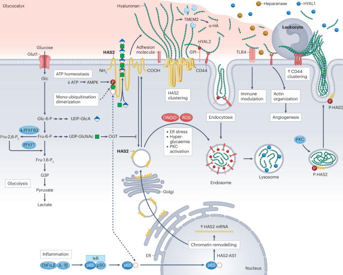 The roles of hyaluronan in kidney development, physiology and disease