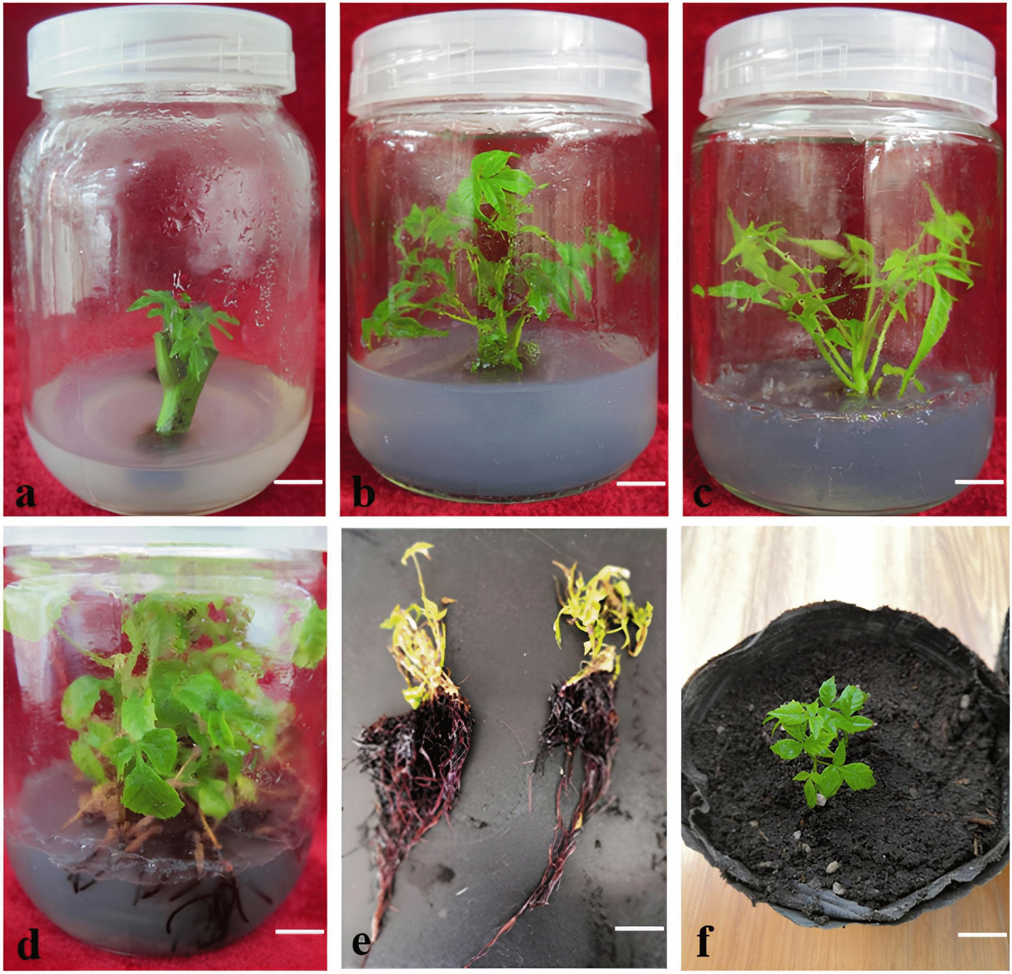 In vitro propagation of triploid Toxicodendron vernicifluum (Stokes) F. A. Barkl