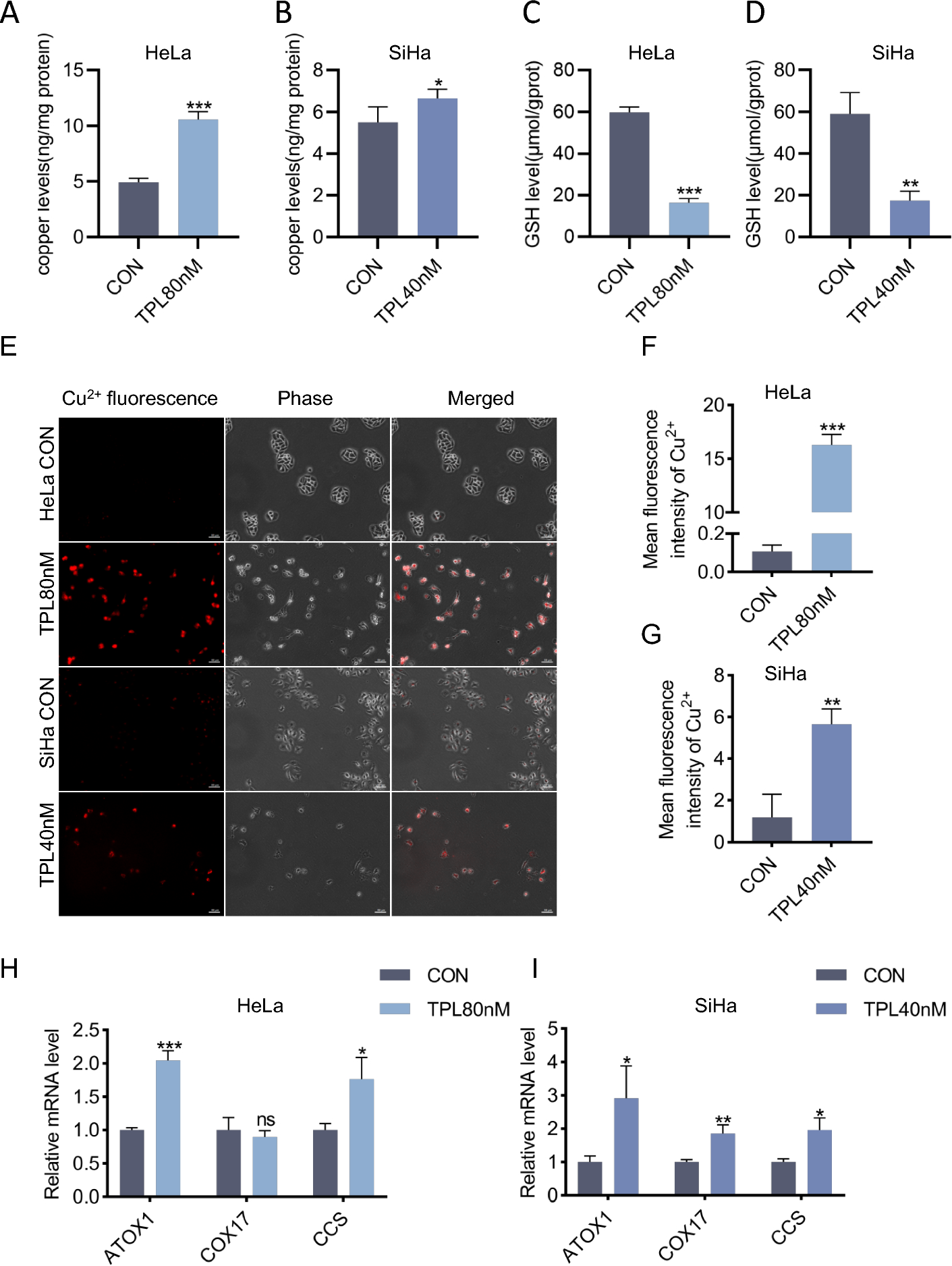 Triptolide-induced cuproptosis is a novel antitumor strategy for the treatment of cervical cancer