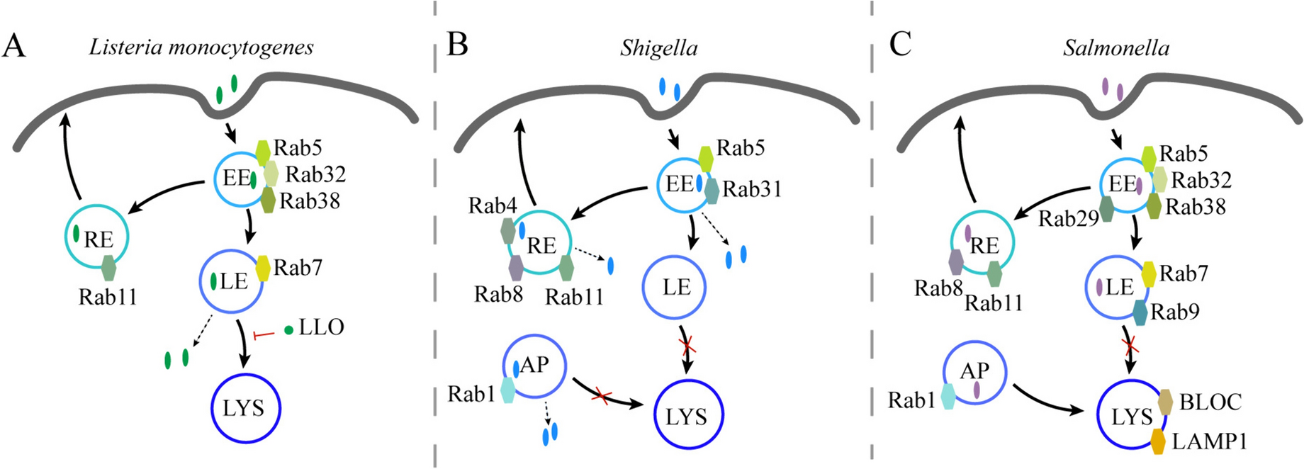 Role of Rab GTPases in Bacteria Escaping from Vesicle Trafficking of Host Cells