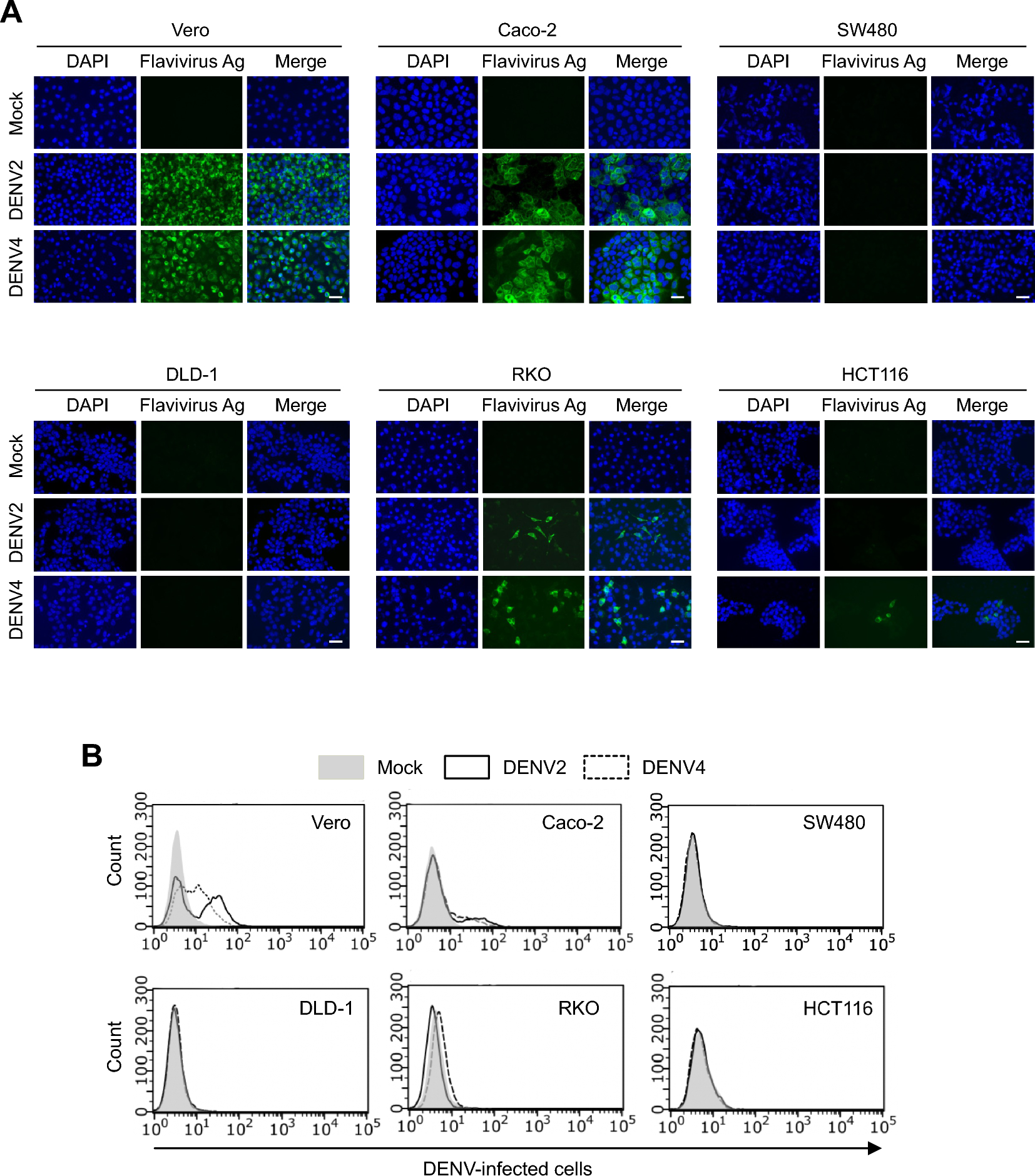 Infection Dynamics of Dengue Virus in Caco-2 Cells Depending on Its Differentiation Status