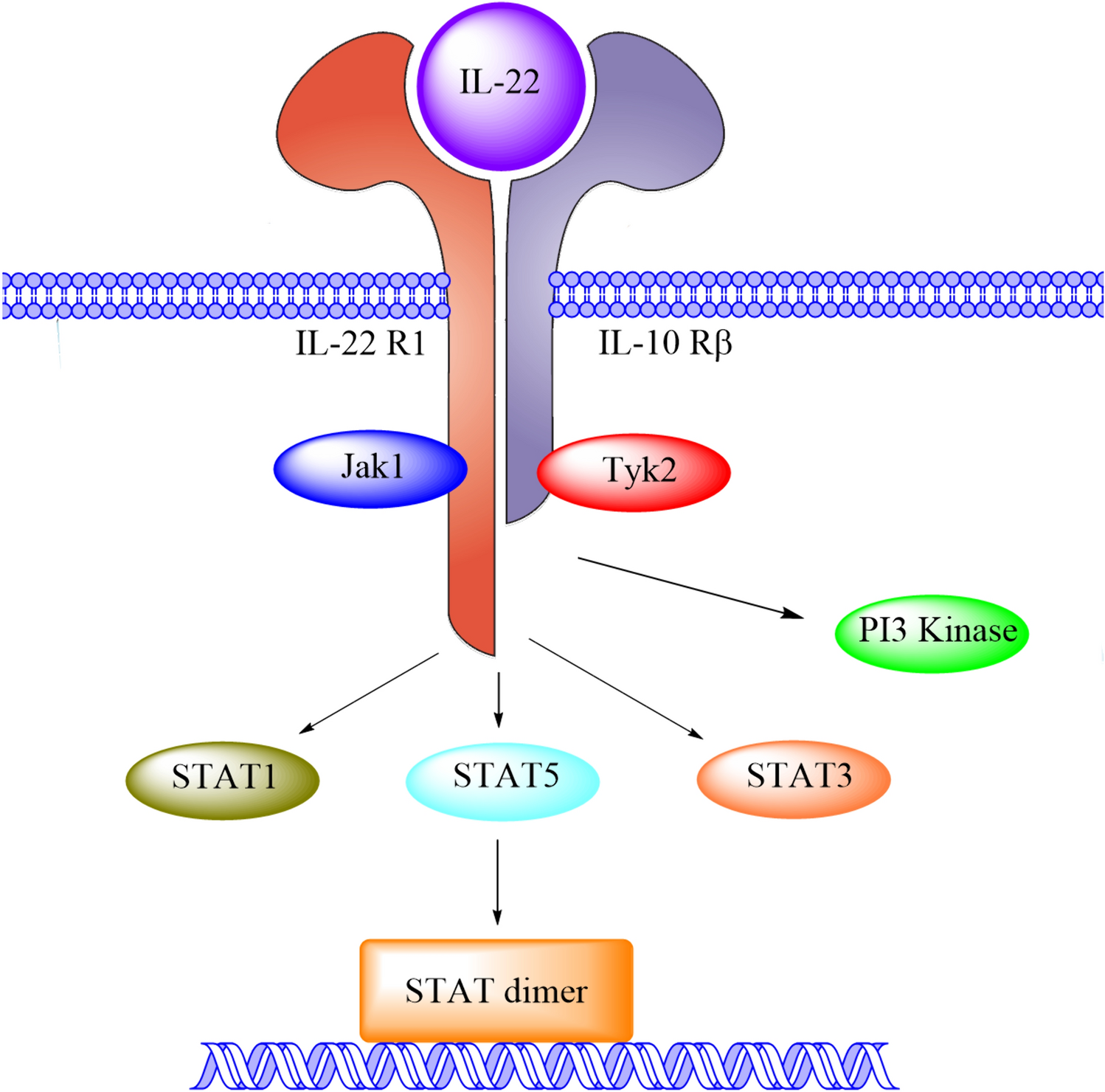 The role of IL-22 in cancer