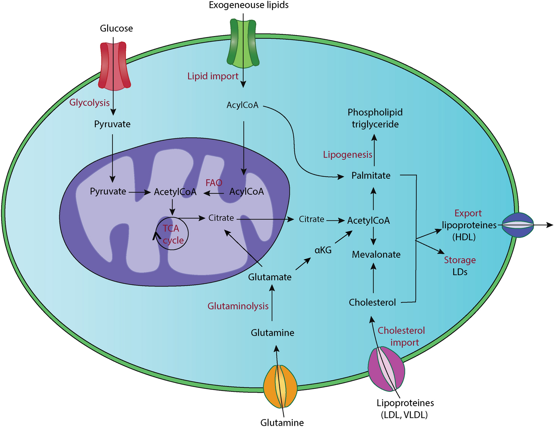 Lipid metabolism reprogramming in renal cell carcinomas