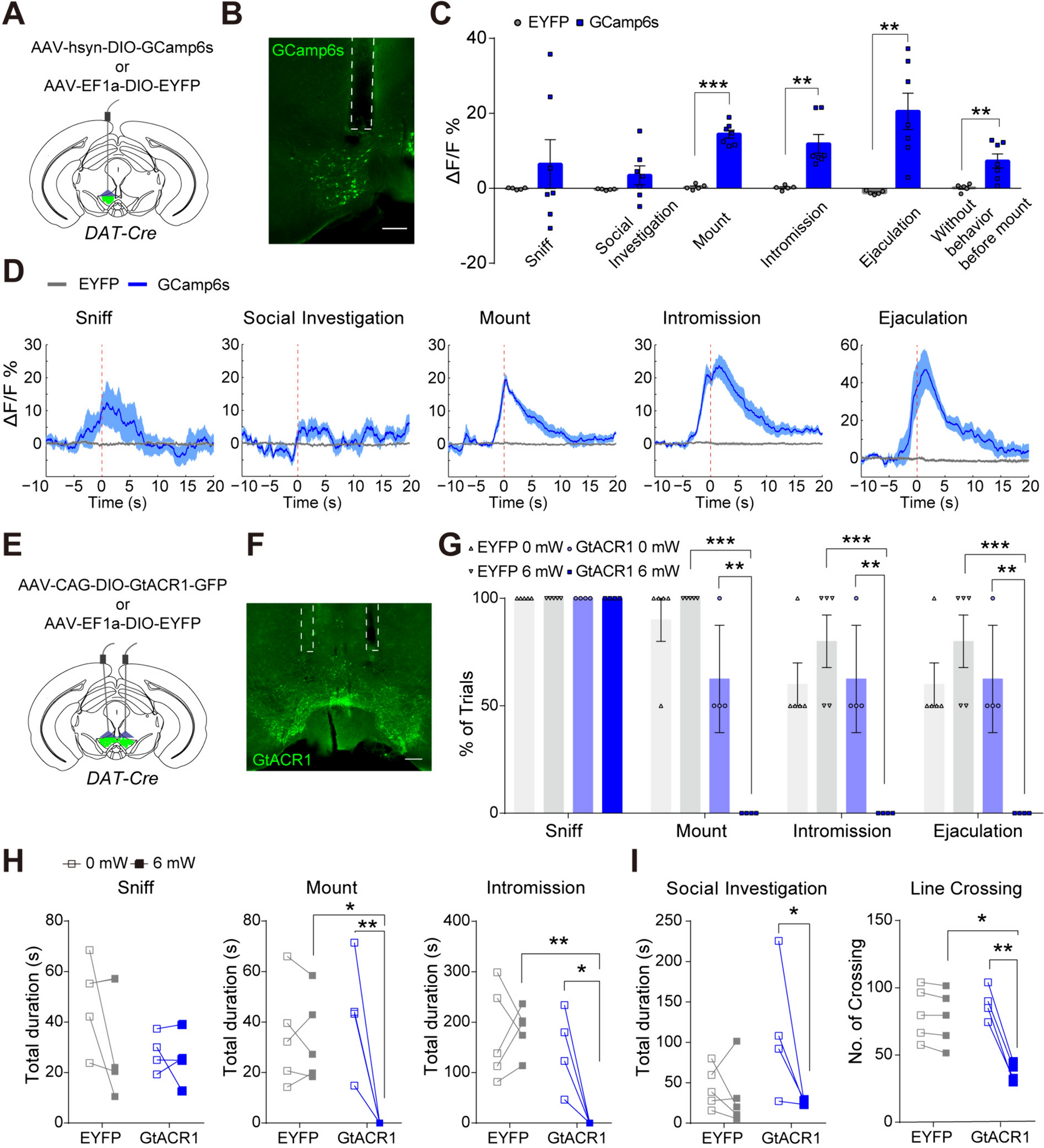 Acute Recruitment of VTA Dopamine Neurons by mPOA Esr1+ Neurons to Facilitate Consummatory Male Mating Actions