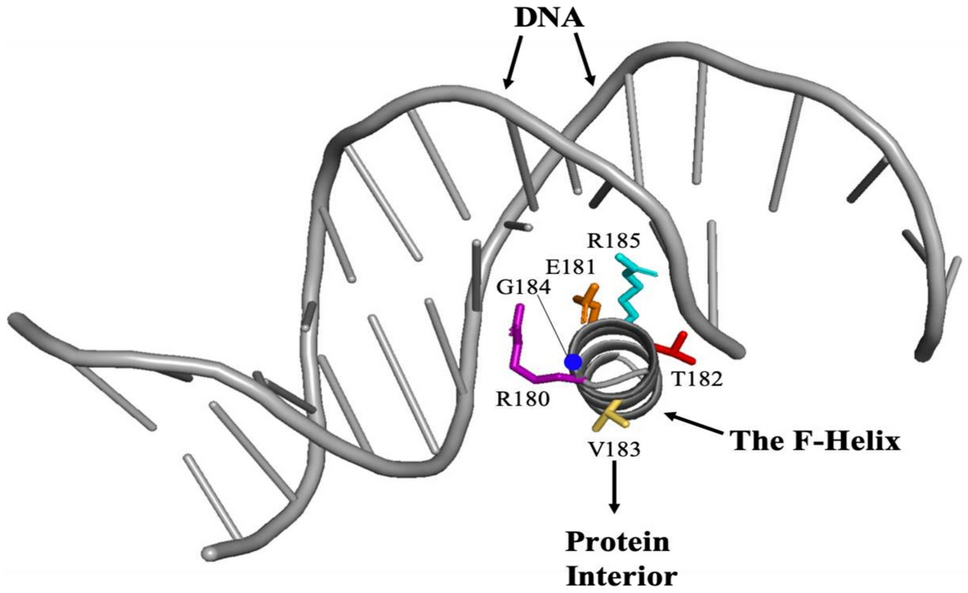 Unexpected Requirement of Small Amino Acids at Position 183 for DNA Binding in the Escherichia coli cAMP Receptor Protein