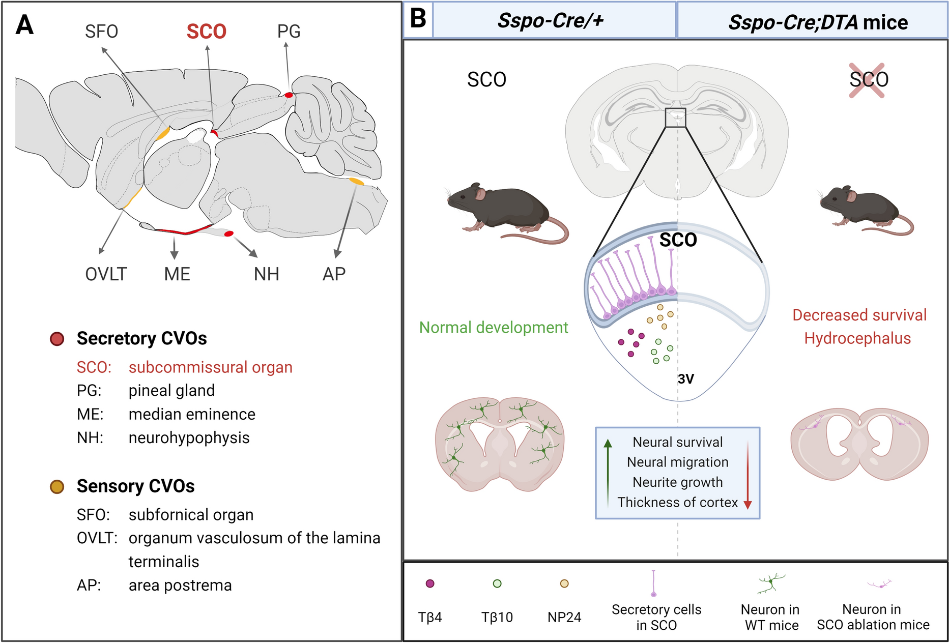 Unlocking the Mysteries of the Subcommissural Organ: A Patron Saint of Neuronal Development