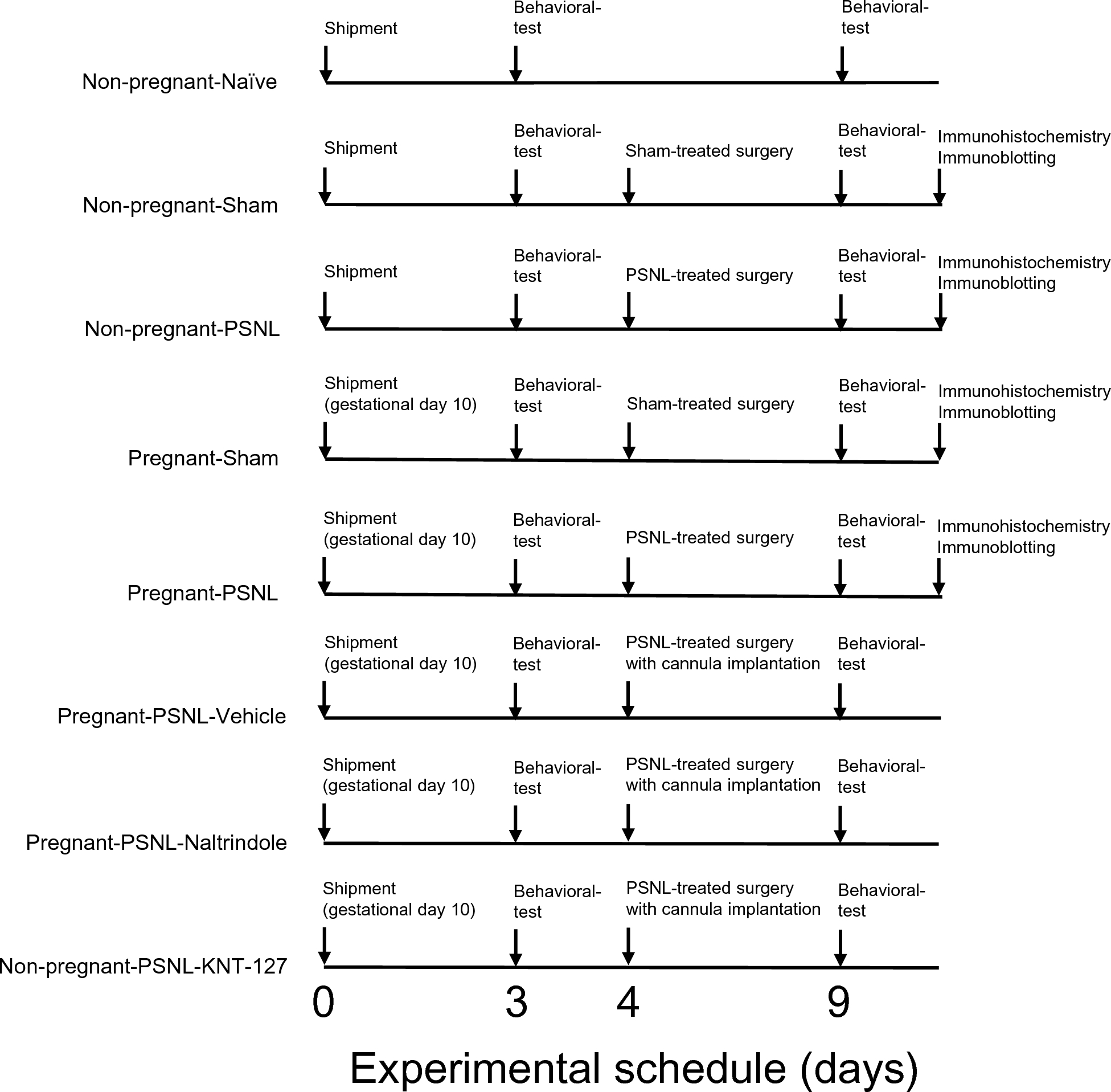 Pregnancy ameliorates neuropathic pain through suppression of microglia and upregulation of the δ-opioid receptor in the anterior cingulate cortex in late-pregnant mice