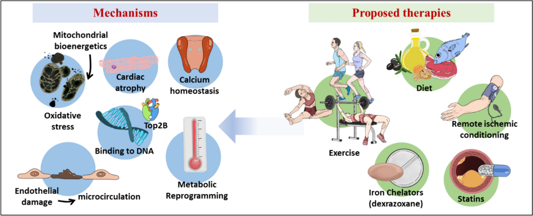 Cardioprotection strategies for anthracycline cardiotoxicity