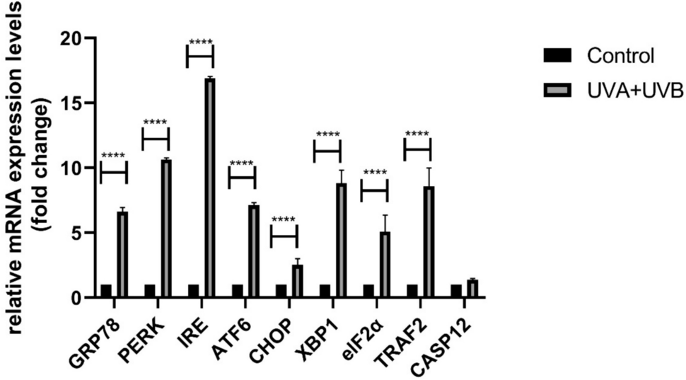 The preventive effects of natural plant compound carvacrol against combined UVA and UVB-induced endoplasmic reticulum stress in skin damage of rats