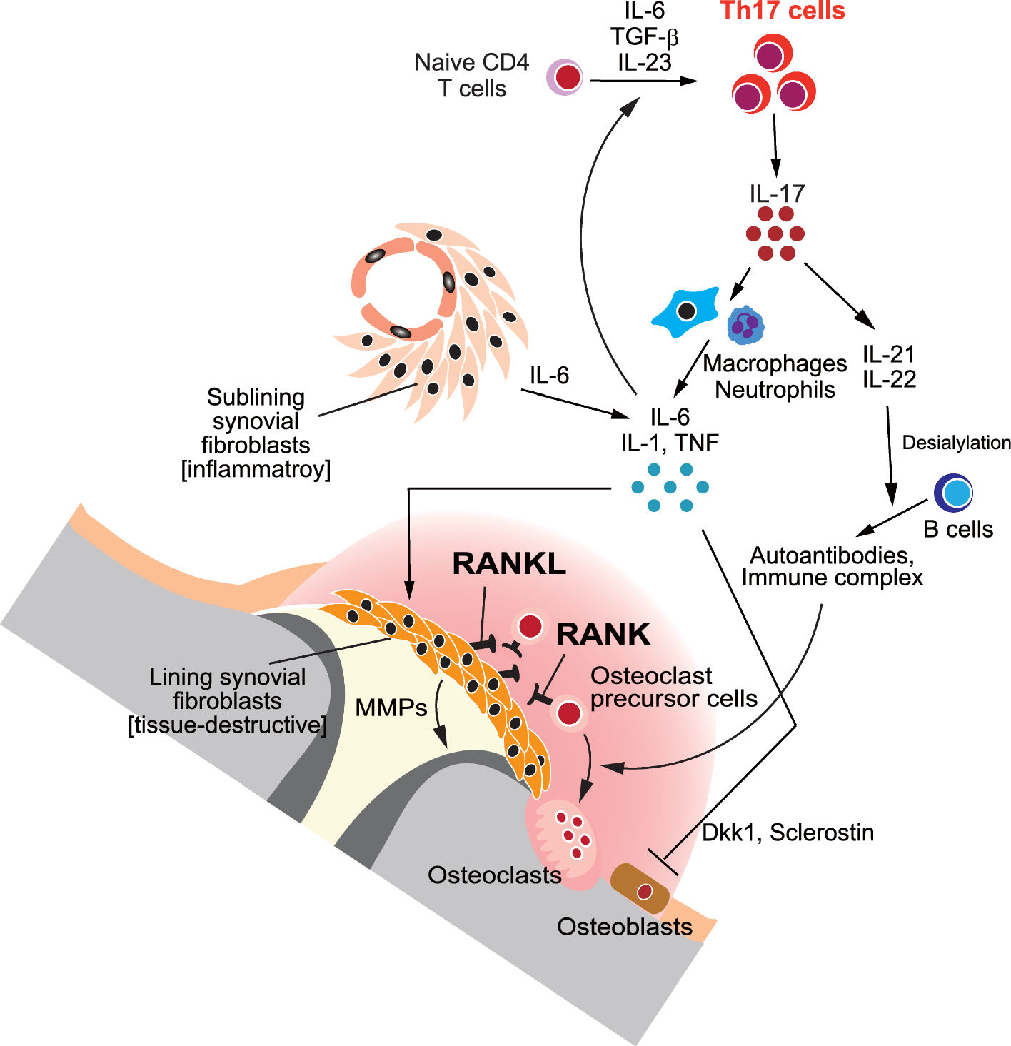 Correction: Crosstalk between bone and the immune system