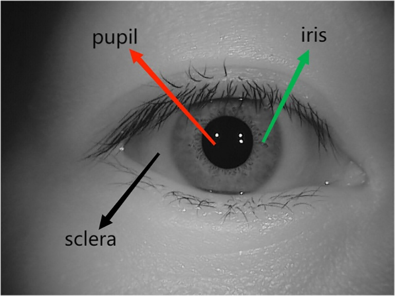 Application of Wiener Filter Based on Improved BB Gradient Descent in Iris Image Restoration