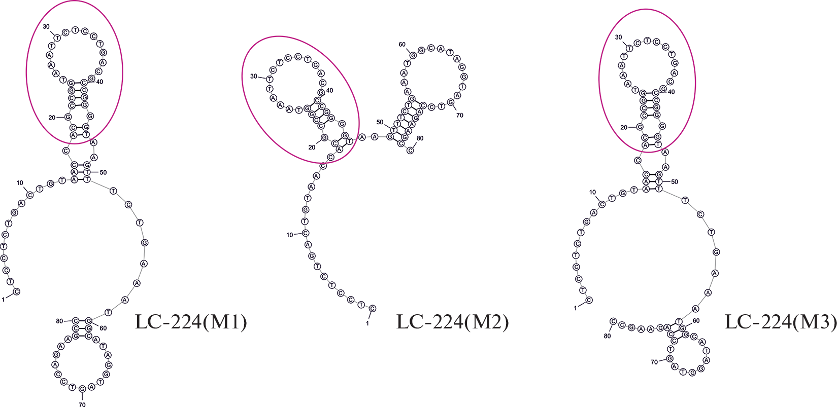 Rational Optimization of an Aptamer Specific to the Surface of Lung-Cancer Cells Using Mathematical Modeling and Small-Angle X-ray Scattering