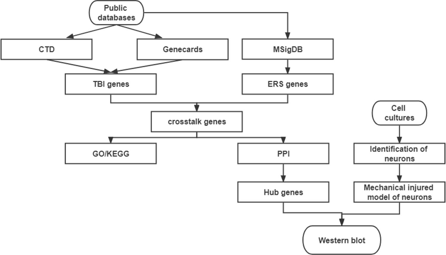 Identification and Validation of Endoplasmic Reticulum Stress-Related Gene in Traumatic Brain Injury