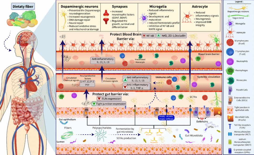 The role of gut-derived short-chain fatty acids in Parkinson's disease