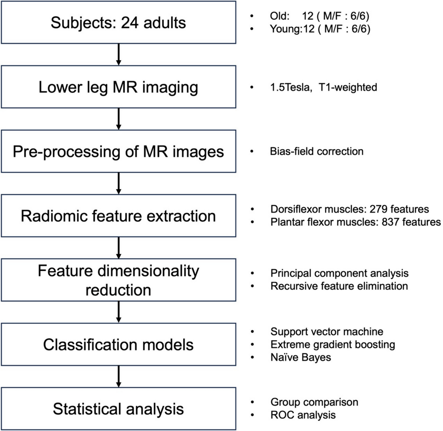 Assessment of Age-Related Differences in Lower Leg Muscles Quality Using Radiomic Features of Magnetic Resonance Images