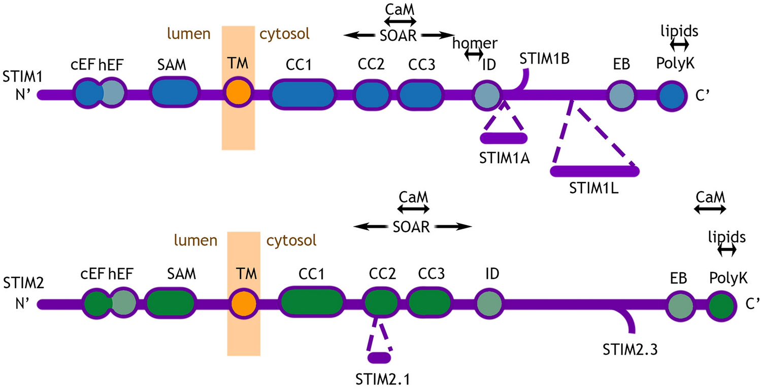 STIM Proteins: The Gas and Brake of Calcium Entry in Neurons