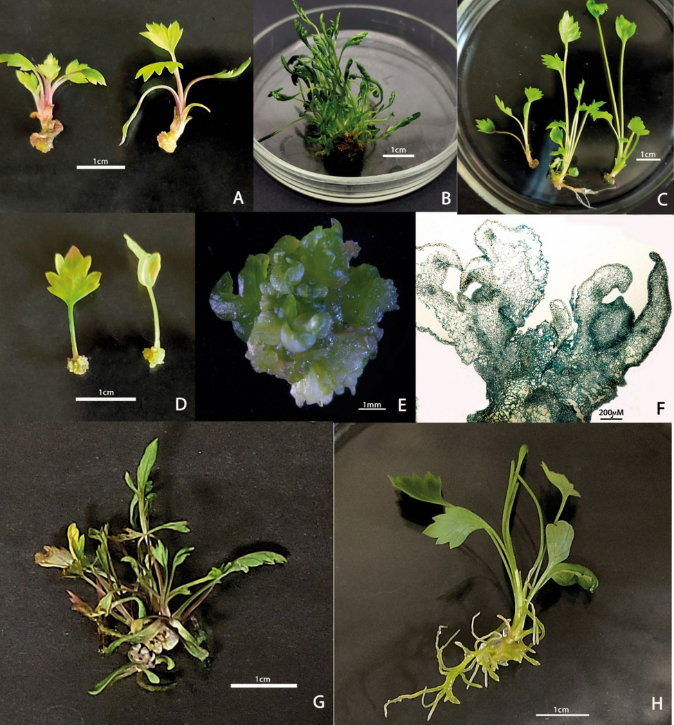 Influence of plant growth regulators on in vitro regeneration of Saposhnikovia divaricata (Turcz. ex Ledeb.) Schischk