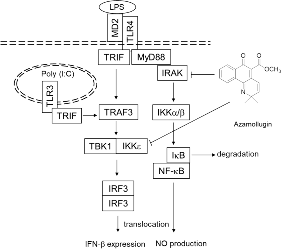 Azamollugin, a mollugin derivative, has inhibitory activity on MyD88- and TRIF-dependent pathways