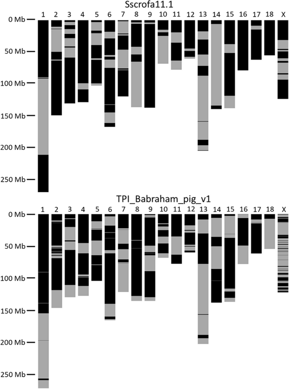 A genome assembly and transcriptome atlas of the inbred Babraham pig to illuminate porcine immunogenetic variation