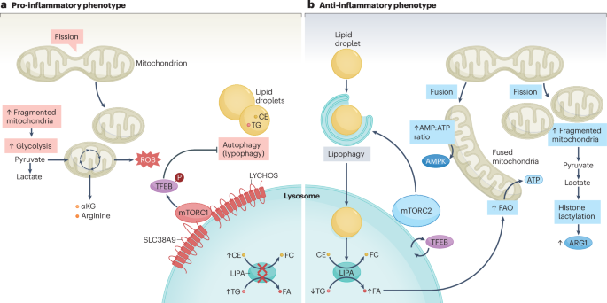 Lysosomes in the immunometabolic reprogramming of immune cells in atherosclerosis