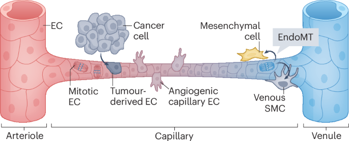 The molecular landscape of vascular cells in the human brain