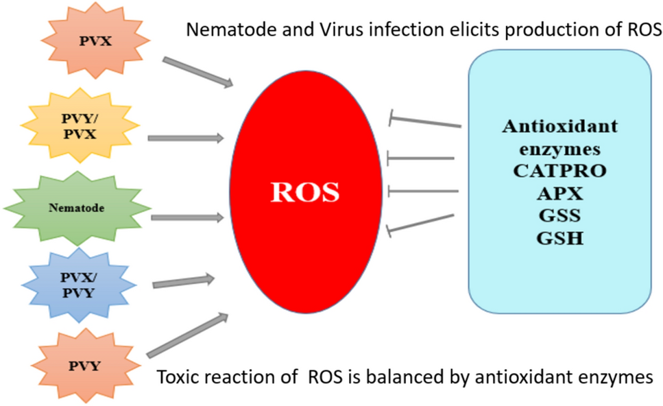 Morphological, physiological, and molecular modification of potato under Potato virus Y (PVY), and Potato virus X (PVX), co-application of PVY/PVX, and nematode infections