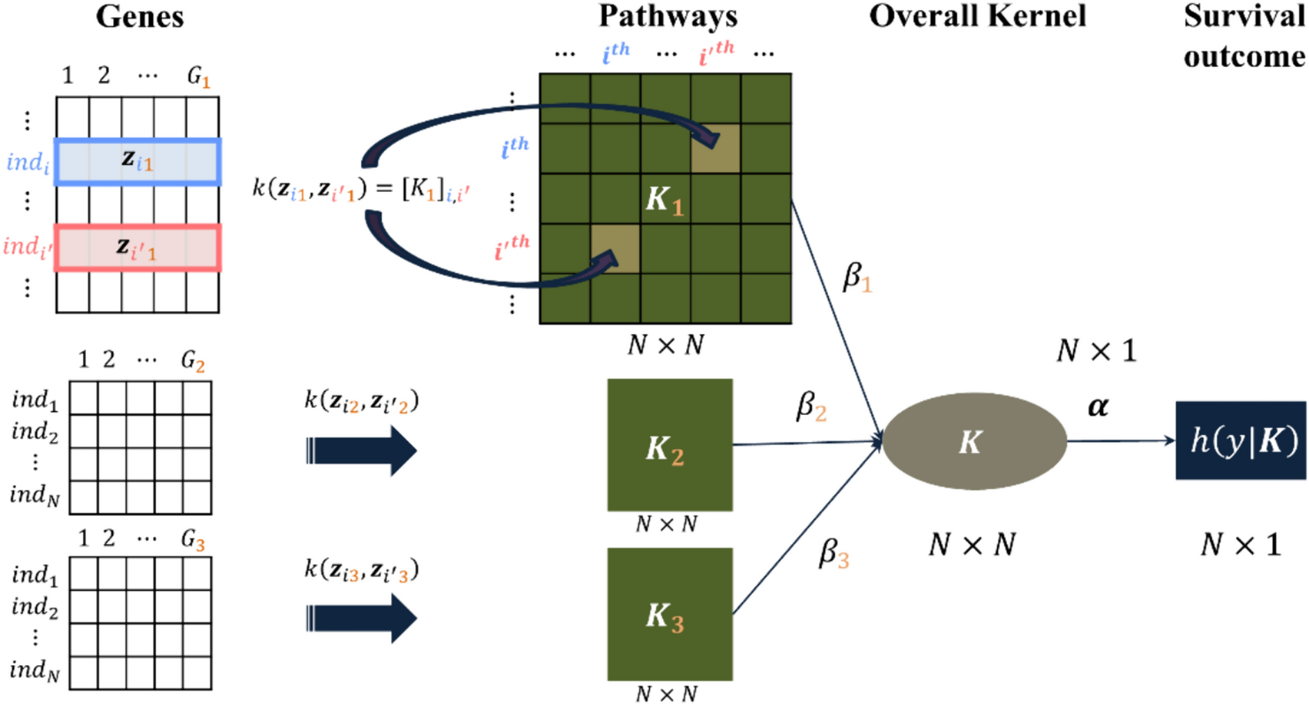 Kernel-based hierarchical structural component models for pathway analysis on survival phenotype