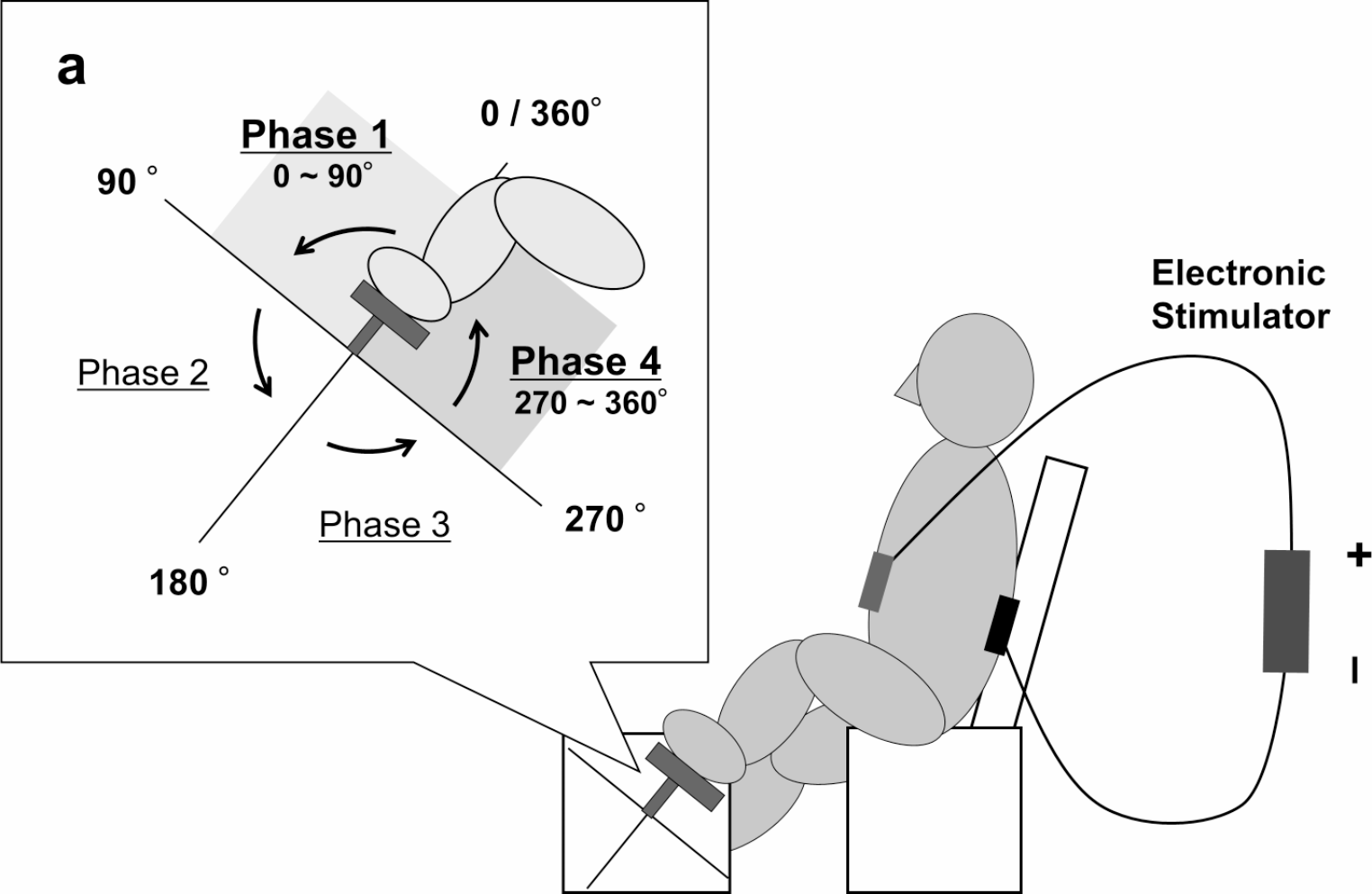 Transcutaneous spinal cord stimulation phase-dependently modulates spinal reciprocal inhibition induced by pedaling in healthy individuals