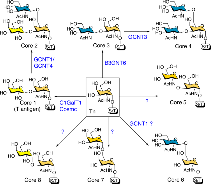 Divergent synthesis of amino acid-linked O-GalNAc glycan core structures