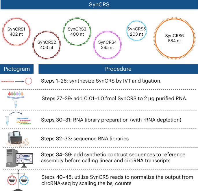 Use of synthetic circular RNA spike-ins (SynCRS) for normalization of circular RNA sequencing data