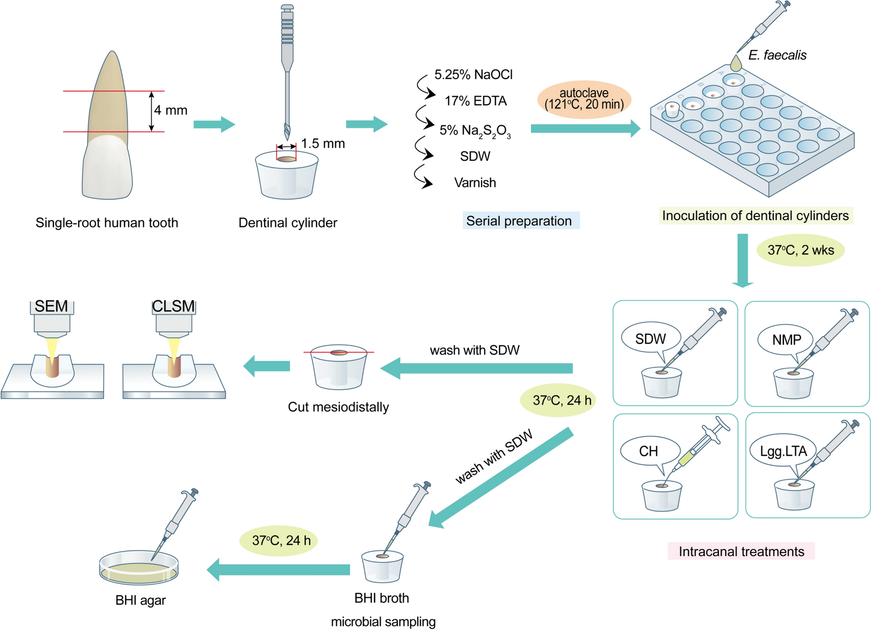 Lipoteichoic Acid from Lacticaseibacillus rhamnosus GG as a Novel Intracanal Medicament Targeting Enterococcus faecalis Biofilm Formation