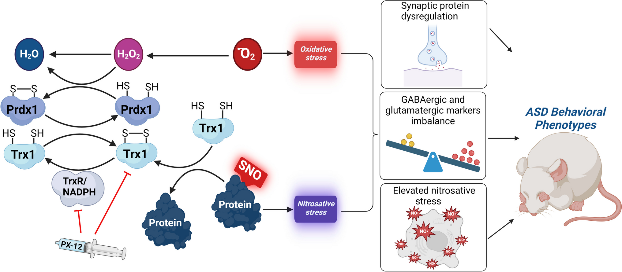 The Role of Thioredoxin System in Shank3 Mouse Model of Autism