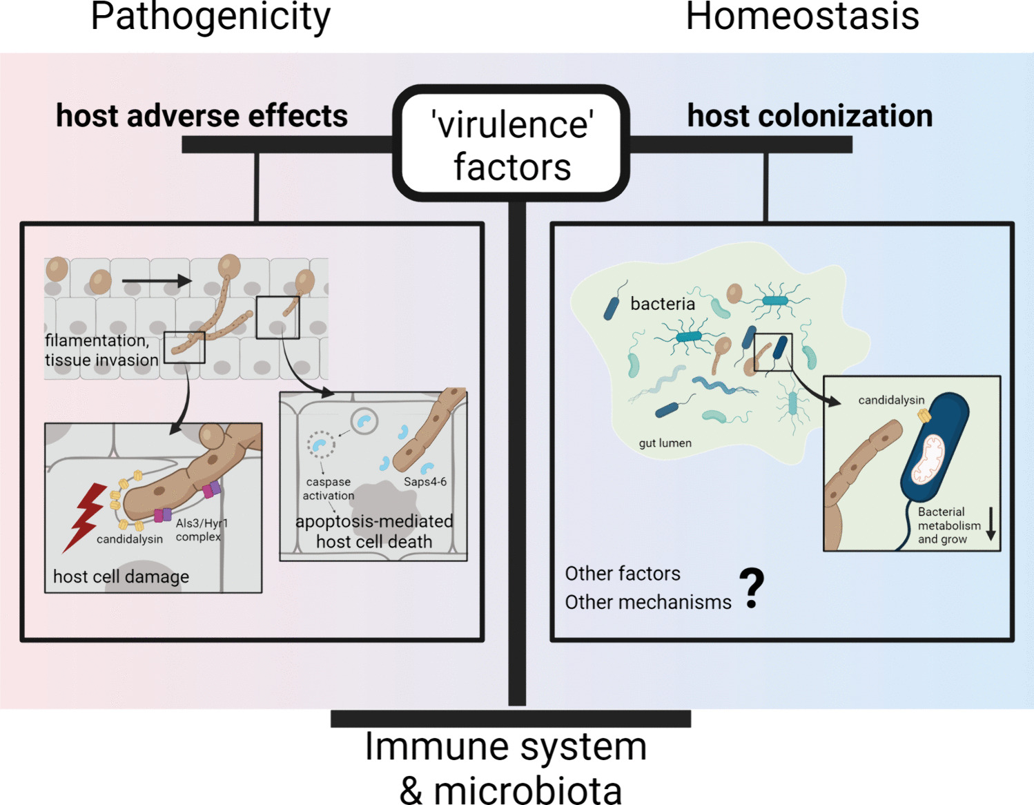 Candida albicans Virulence Traits in Commensalism and Disease