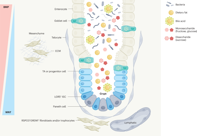 Dietary and metabolic effects on intestinal stem cells in health and disease