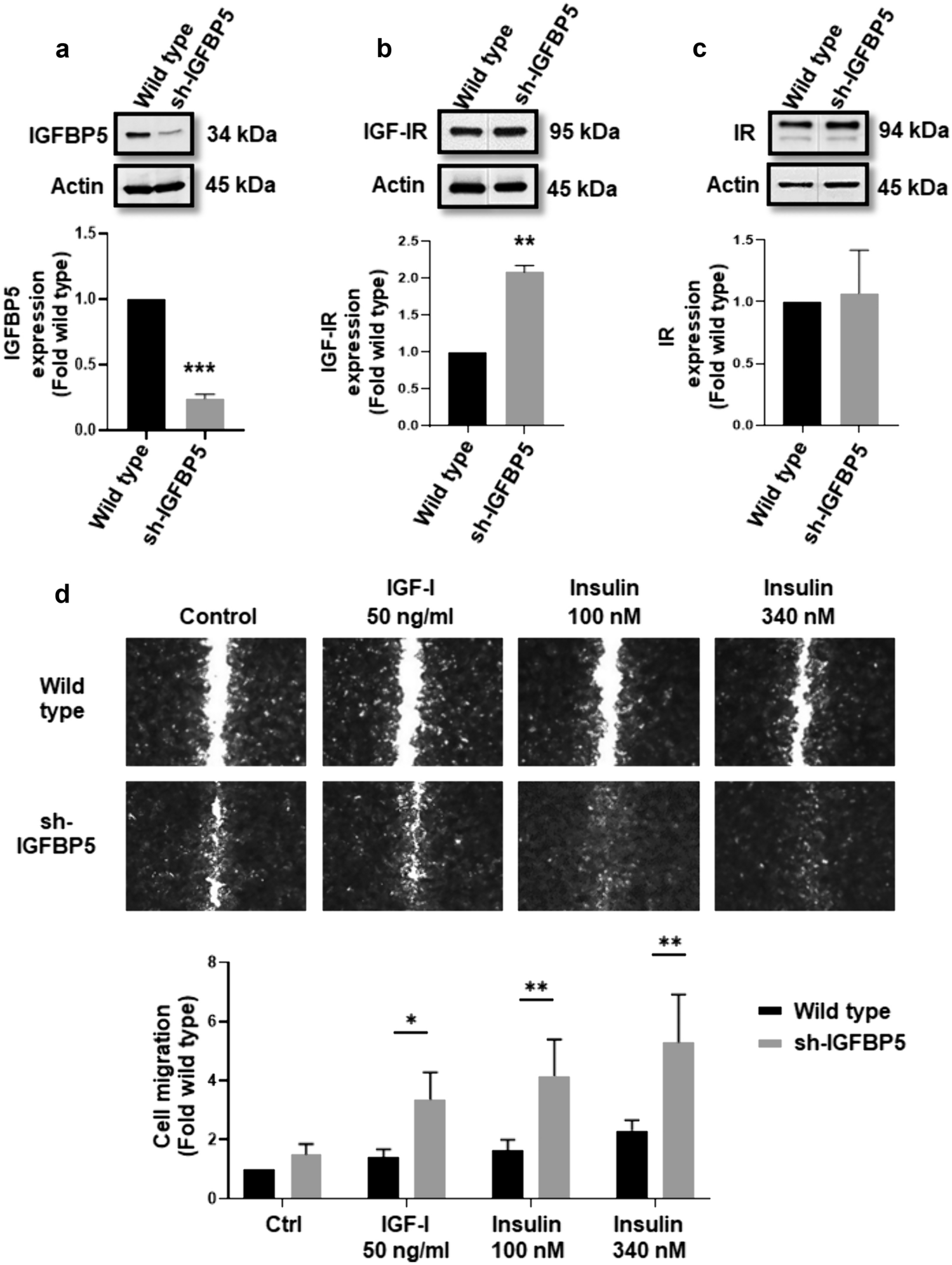 A novel role of IGFBP5 in the migration, invasion and spheroids formation induced by IGF-I and insulin in MCF-7 breast cancer cells