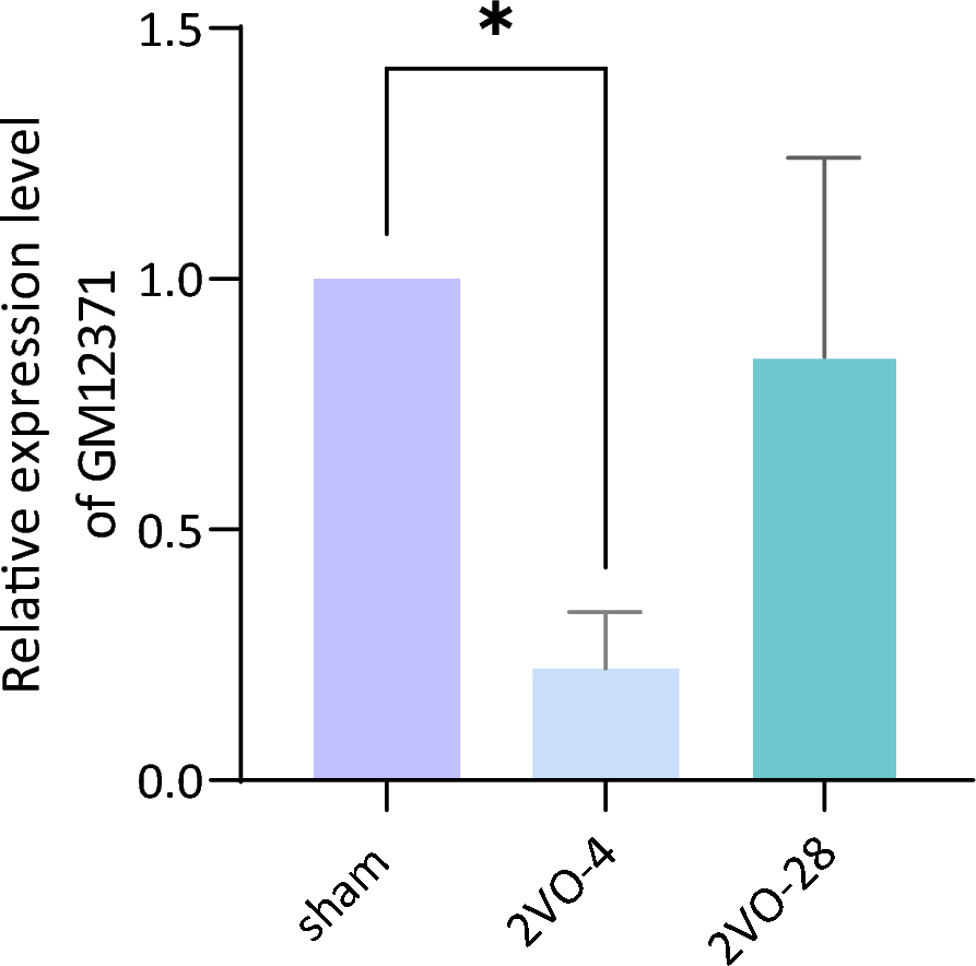 Profiling hippocampal expression of long non-coding RNA GM12371 in a rat model of vascular dementia