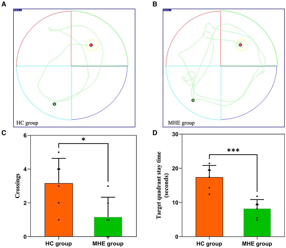 Iron overload regulates cognitive function in rats with minimal hepatic encephalopathy by inducing an increase in frontal butyrylcholinesterase activity