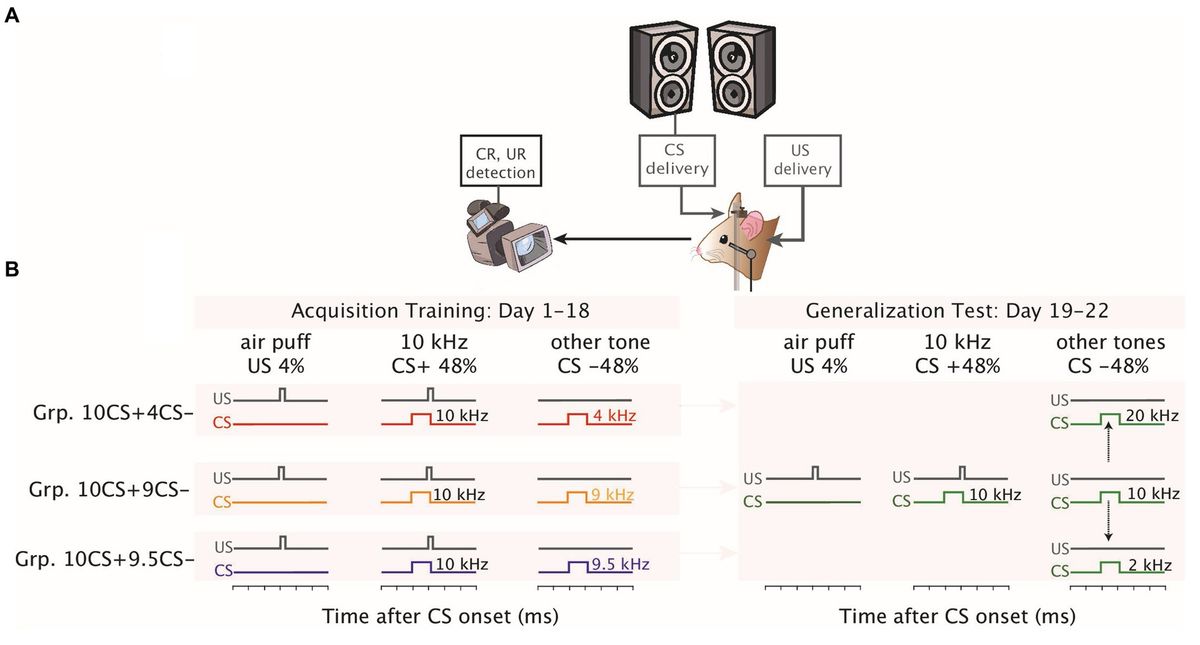 Discrimination training affects stimulus generalization in mice during Pavlovian eyeblink conditioning