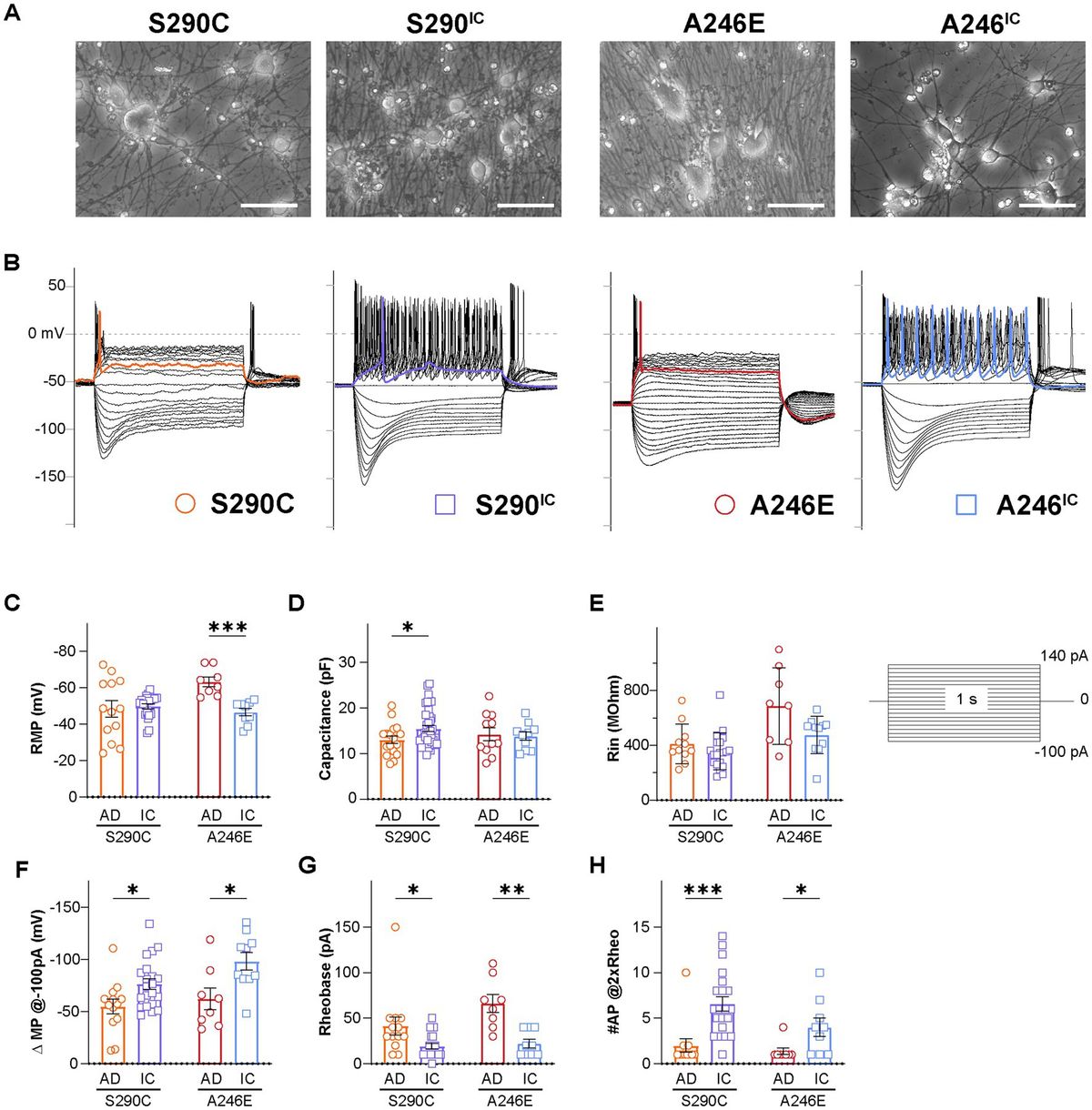 Alzheimer’s disease induced neurons bearing PSEN1 mutations exhibit reduced excitability