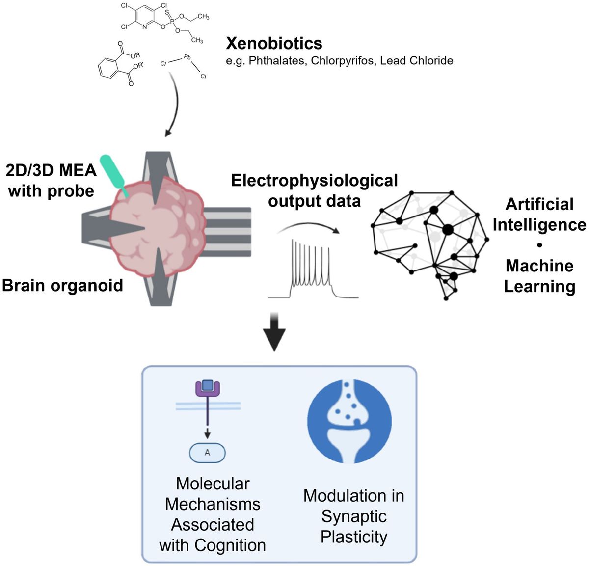 Organoid intelligence for developmental neurotoxicity testing