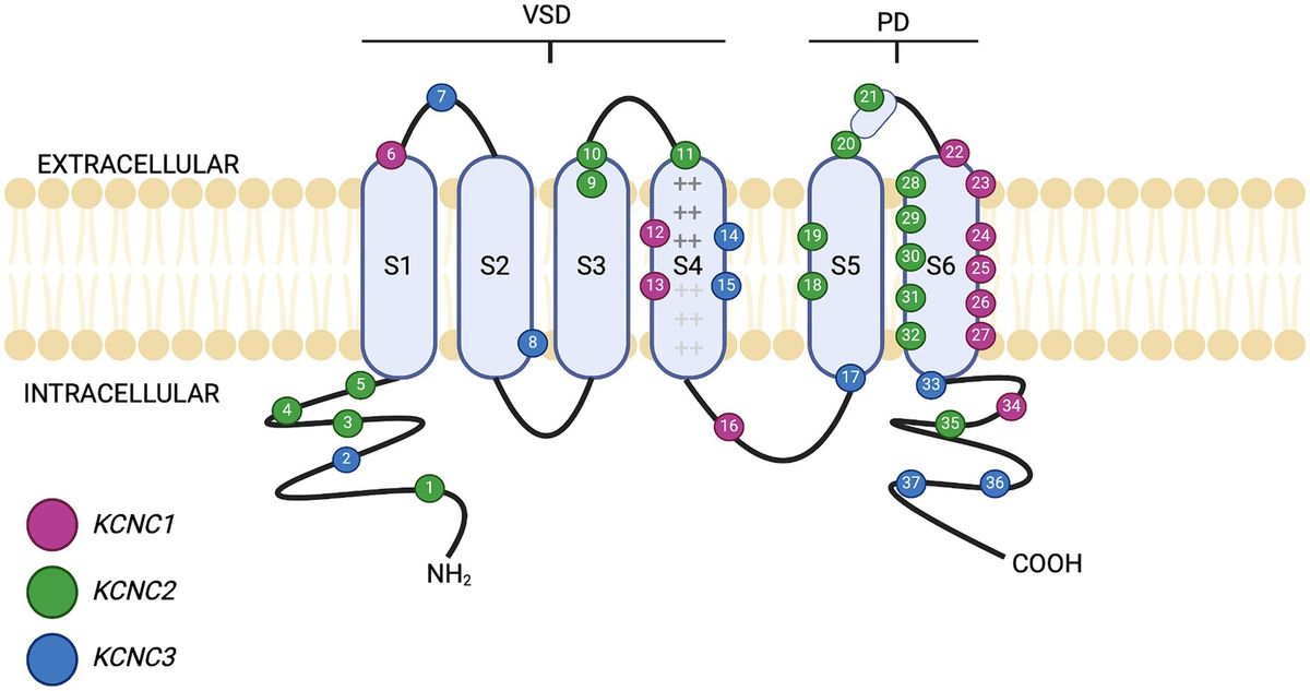 Voltage-gated potassium channels as a potential therapeutic target for the treatment of neurological and psychiatric disorders