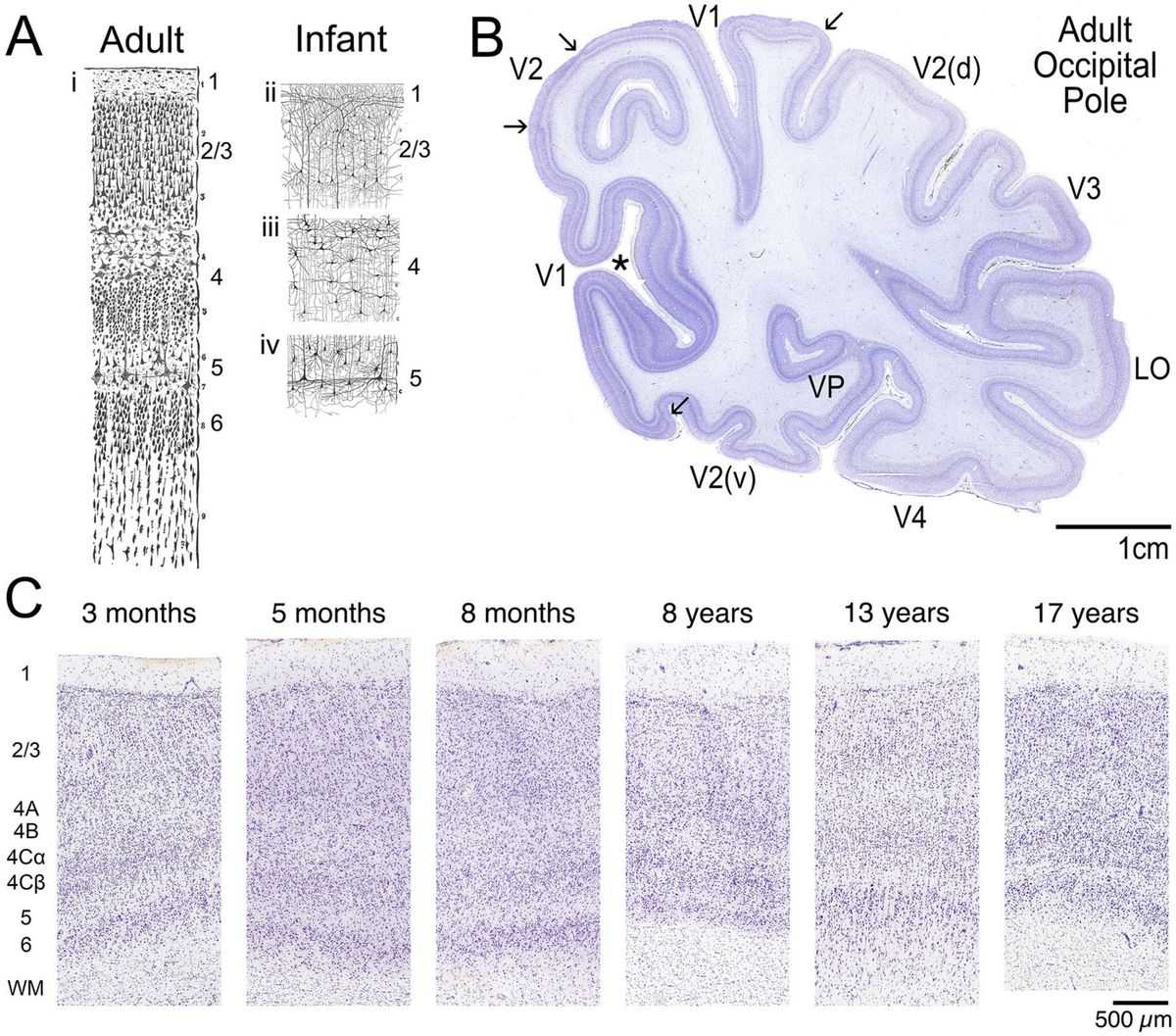 Anatomical and molecular development of the human primary visual cortex