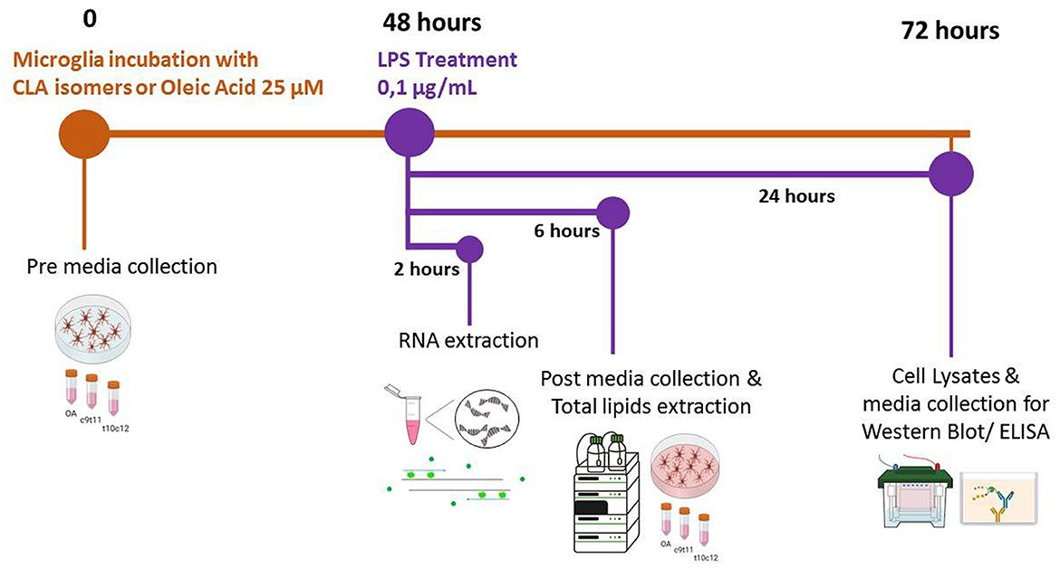 Anti-neuroinflammatory effects of conjugated linoleic acid isomers, c9,t11 and t10,c12, on activated BV-2 microglial cells