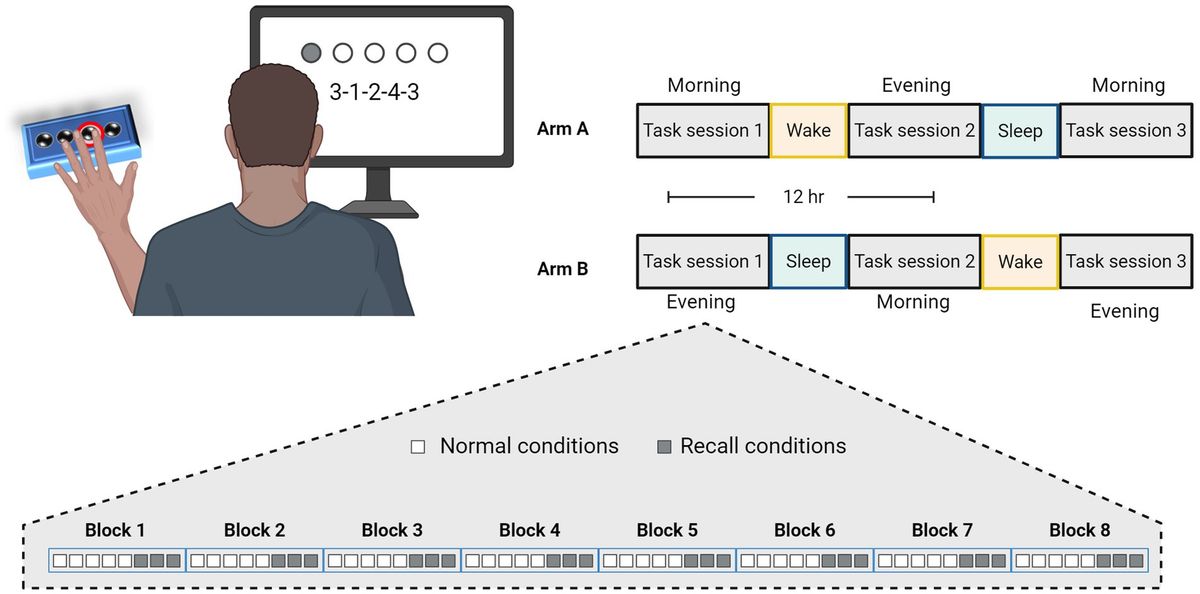 Sleep improves accuracy, but not speed, of generalized motor learning in young and older adults and in individuals with Parkinson’s disease